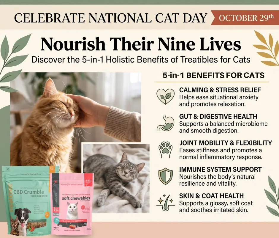 National Cat Day blog graphic